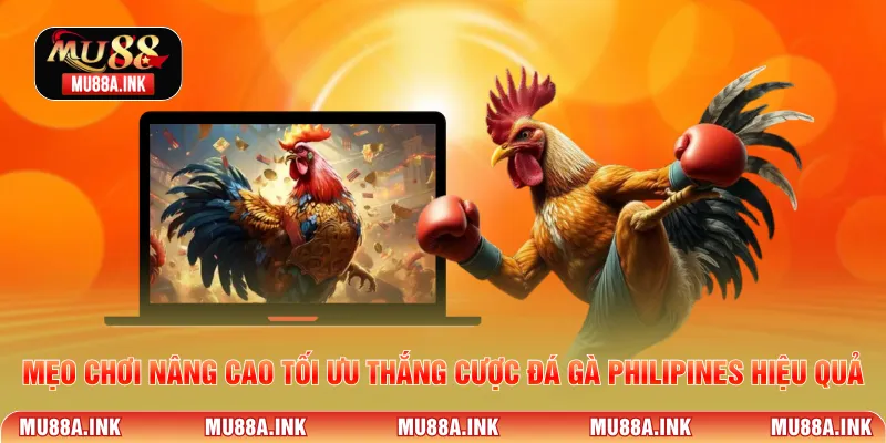 Mẹo chơi nâng cao tối ưu thắng cược đá gà Philipines hiệu quả